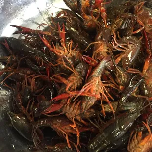 Live Crawfish Yayyy!