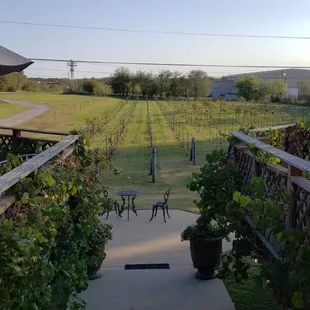 a walkway leading to a vineyard