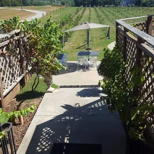 Overlook of the vineyards