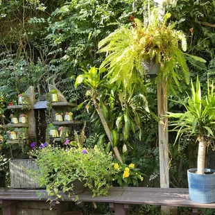 Patio greenery