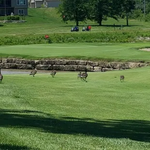 Geese on the approach