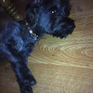 Tiffany's Dog & Cat Grooming