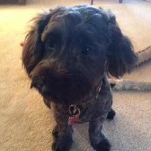 Happy dog after her summer cut.