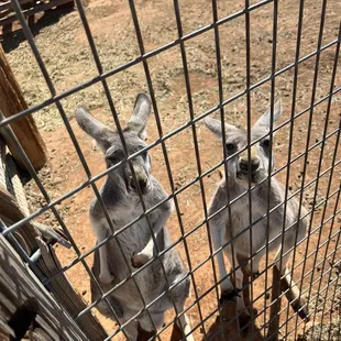 Little babies waiting to eat some animal crackers