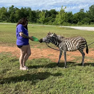 Zebra Feeding part of VIP tour