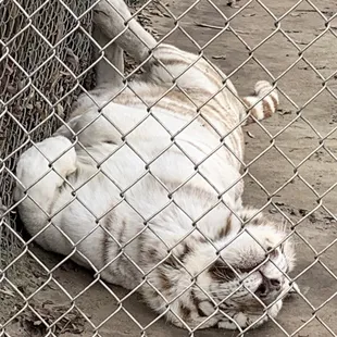 Sleeping in the sun.