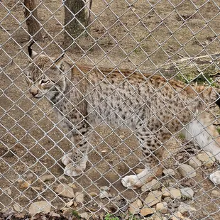 Lynx