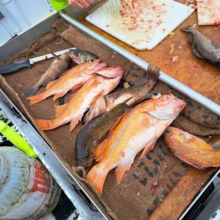 A few of the quality cod I caught along with the rinky dink fish that crew put in my bag for a limit. I don't even think I got a 10th fish!