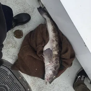 Bigger Ling Cod