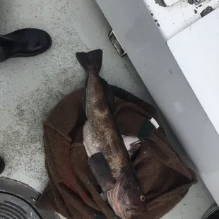 Ling Cod