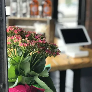 a potted plant with pink flowers