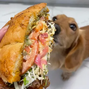 a dog looking up at a sandwich