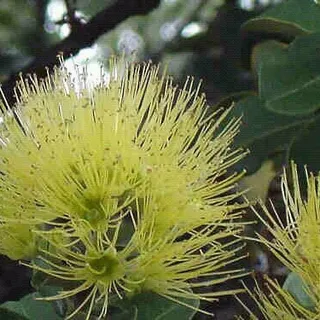 Kamalani W.