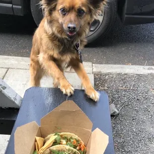 a dog sitting on a table next to a box of tacos