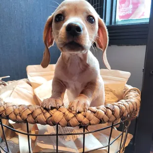 All 3 of our locations are dog friendly! Bring your pup in for a free treat!