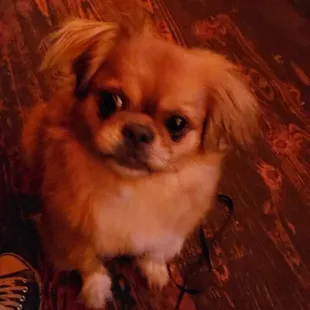 Puppy Tig in THE HOUSE  #4YO