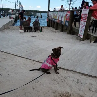 Definitely dog friendly