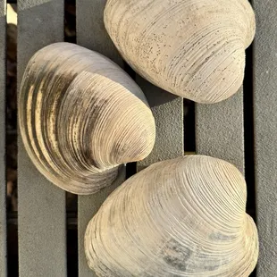 More giant hard-shelled clams!