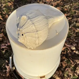 One of our biggest shells! (On top of a 5 gallon bucket, for size reference)