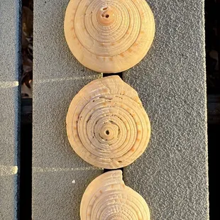 More shells we found!