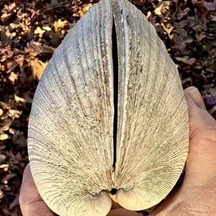 Another one of our biggest finds! A hard-shelled clam shell set!