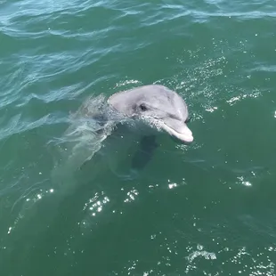Making new friends on on Tiki tours Tx