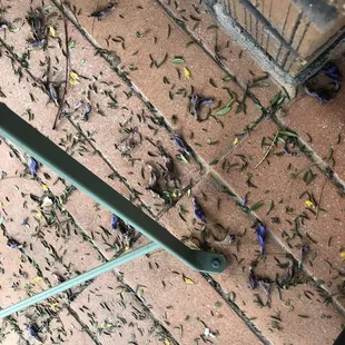 Flowers from the jacaranda!