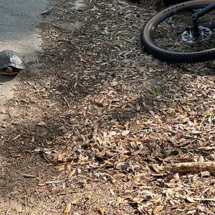 Had to stop and move Mr Turtle away from the road