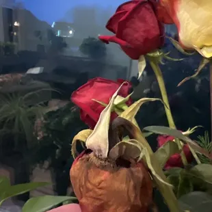 Forefront rose bent over. Background rose is fine.