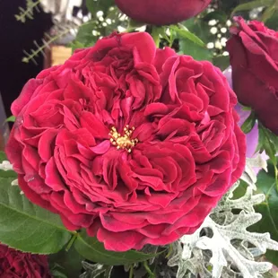 Tess - A David Austin Garden Rose - Tillies is the only Wichita florist to have these in stock