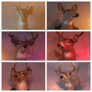 deer heads