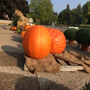 Giant human eating pumpkins!