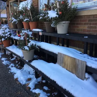 Snowy Christmas plants.
