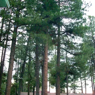 Pine trees in the courtyard