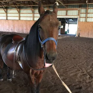 Love my riding lessons with Boomer!