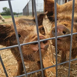 Kunekune pigs, fresh out of their mud bath