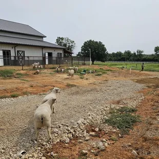 The kids, sheep and pigs at "recess" X)