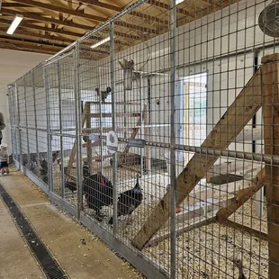 Chickens and turkeys