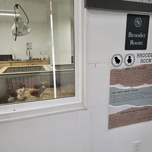 Brooder room