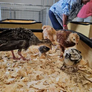 Baby chicken, miniature chicken and regular baby chicken along with a baby turkey.