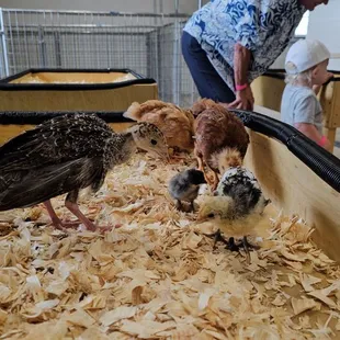 Baby turkey and baby chickens
