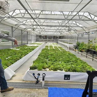 Gorgeous, happy growing lettuce