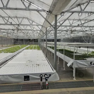 When this is full, they could harvest 400 lettuce heads per week!