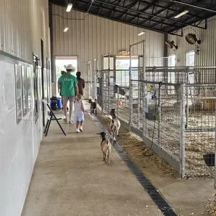 Finishing walking the animals