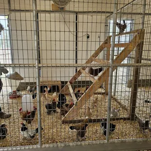 This structure was cool. The chickens like to jump from it. Reminded me of chicken run.