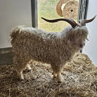 This one was so cool! His wool creates cashmere sweaters