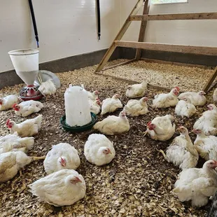 Chickens that were free to roam but preferred to chill