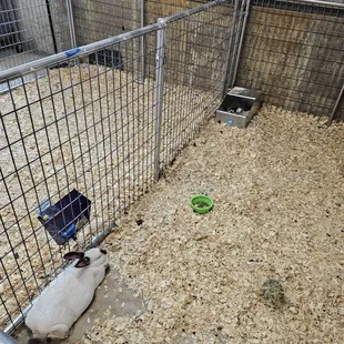 Mama bunny with her new babies