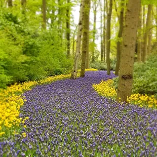Tulip tour on AMA Waterway