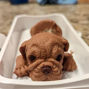 Chocolate Mousse bull dog